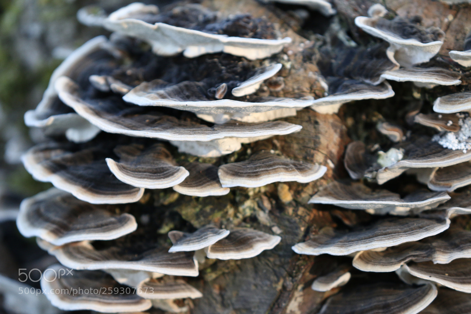 Canon EOS 70D sample photo. Untitled photography