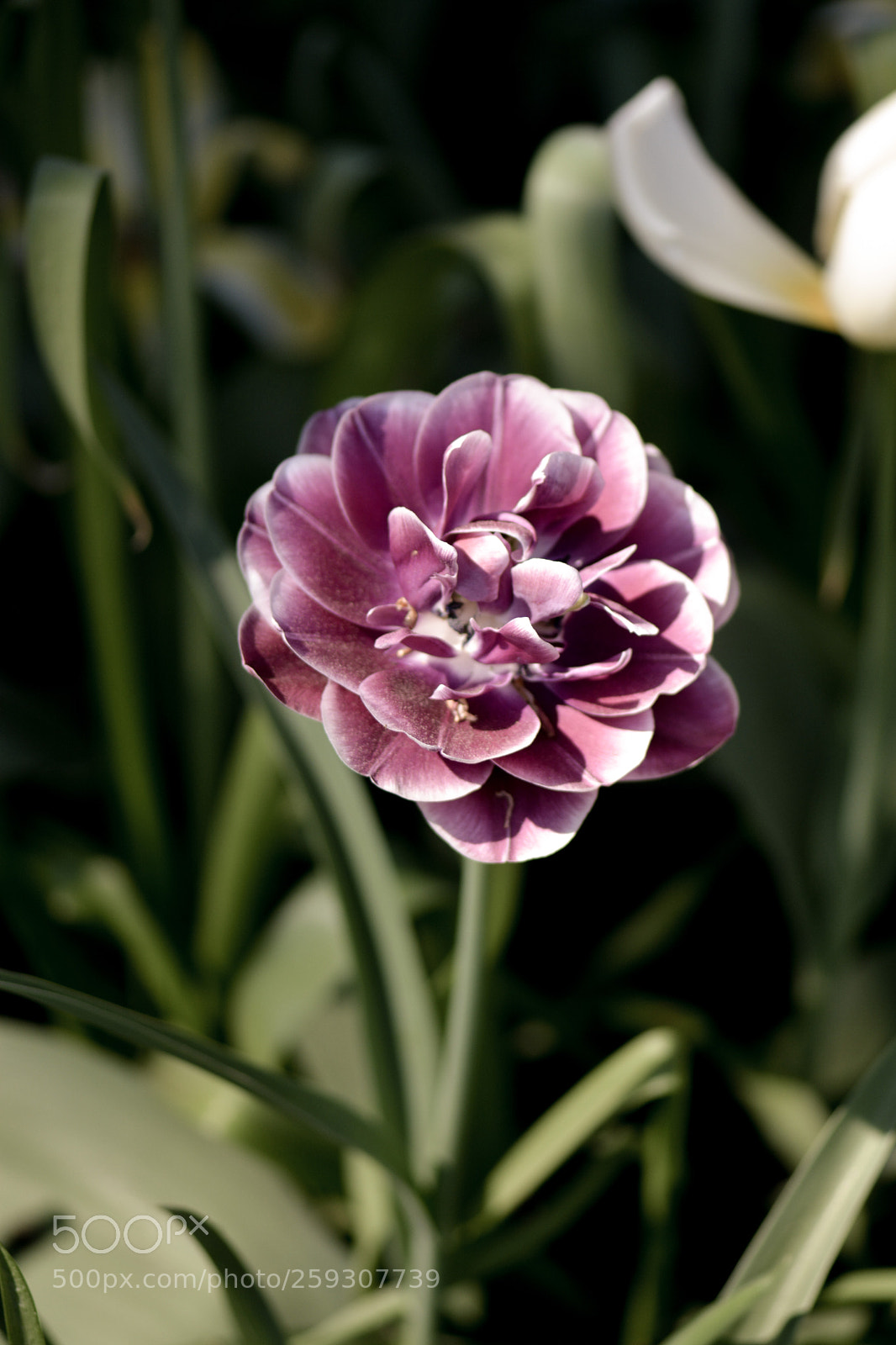 Nikon D7100 sample photo. The red flower in photography