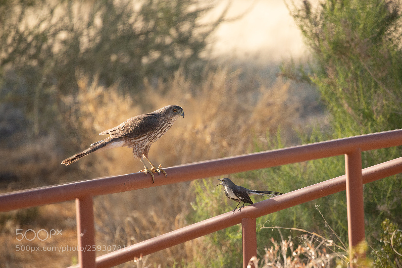 Canon EOS 6D Mark II sample photo. Mockingbird hassling cooper's hawk photography