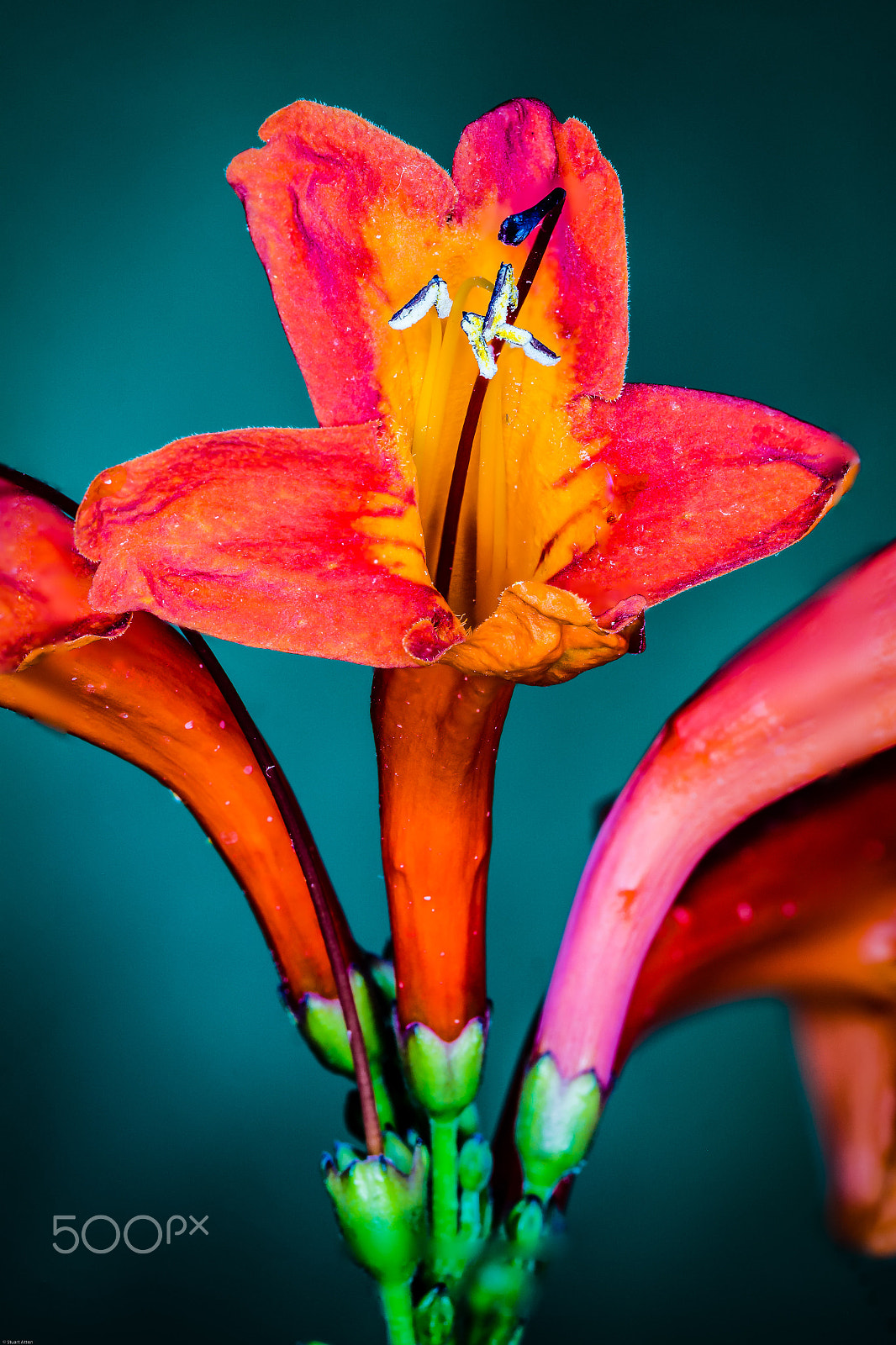 Samsung NX20 sample photo. Gorgeous ! photography