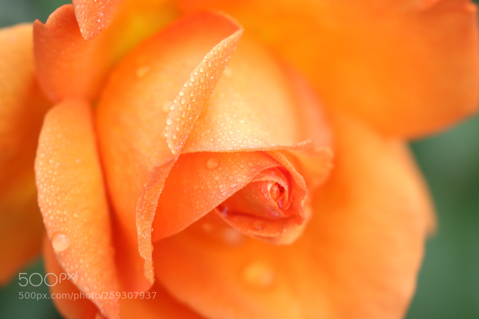 Canon EOS 70D sample photo. Untitled photography