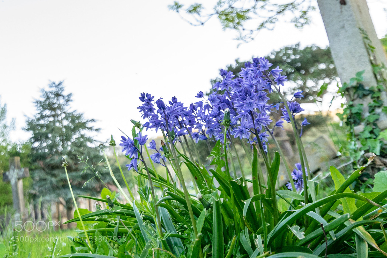 Nikon D5300 sample photo. Bluebells photography