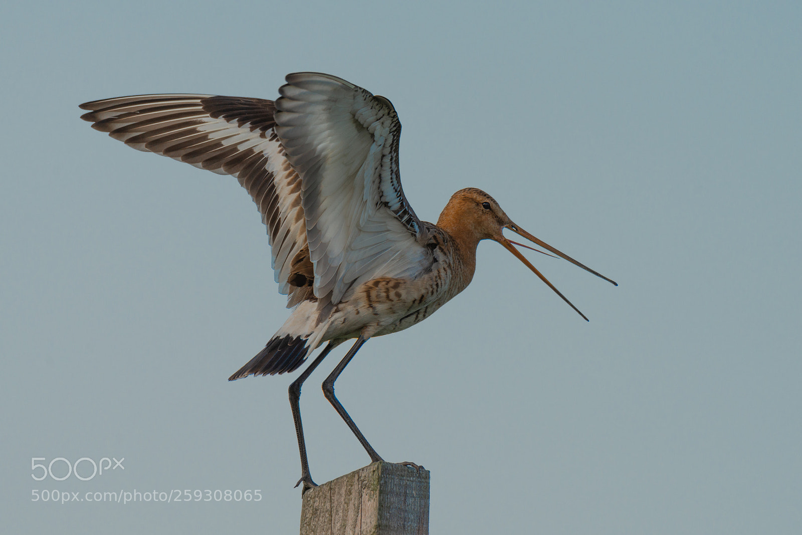 Nikon D800E sample photo. Godwit photography