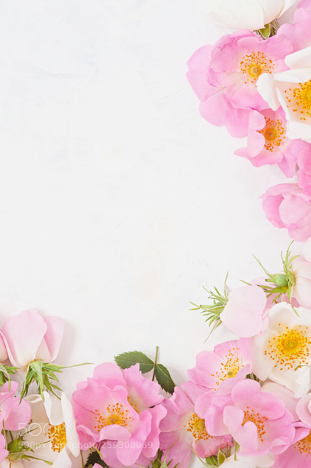Nikon D700 sample photo. Frame of pink roses photography