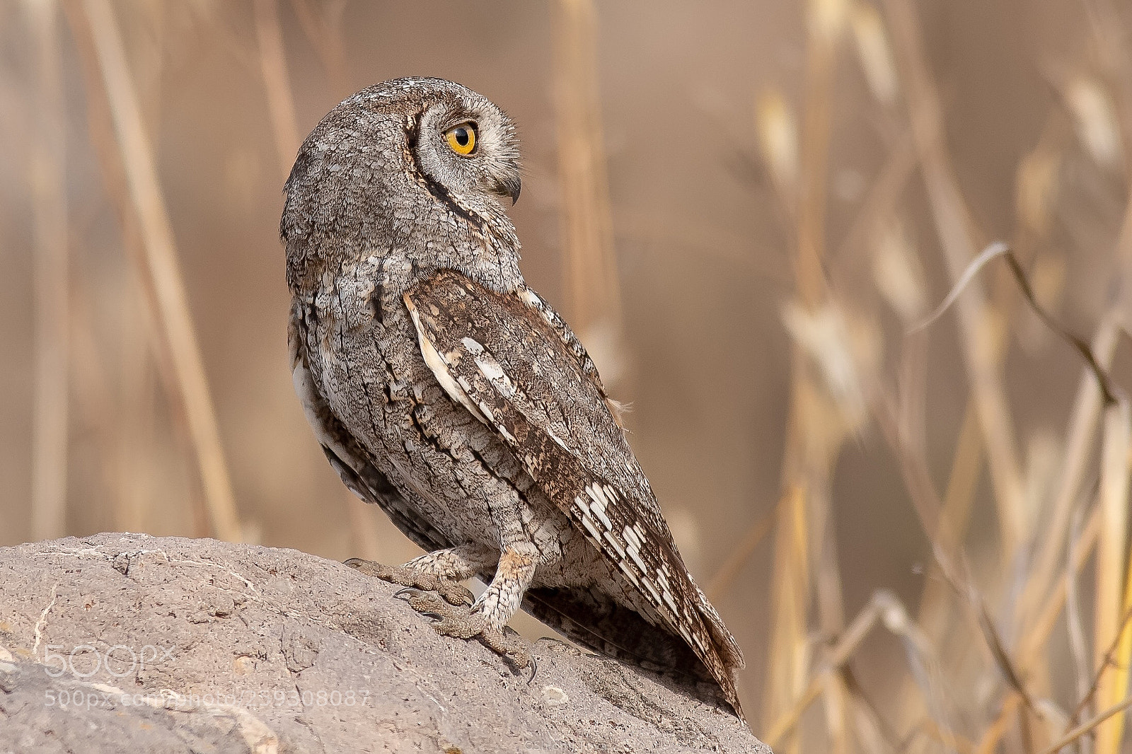 Nikon D500 sample photo. Scops owl photography