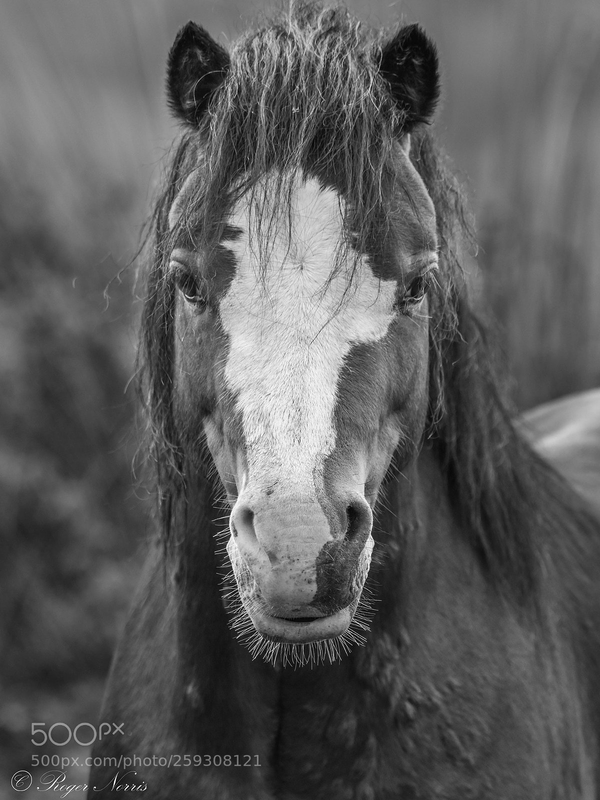 Nikon D810 sample photo. Gower horse portrait photography