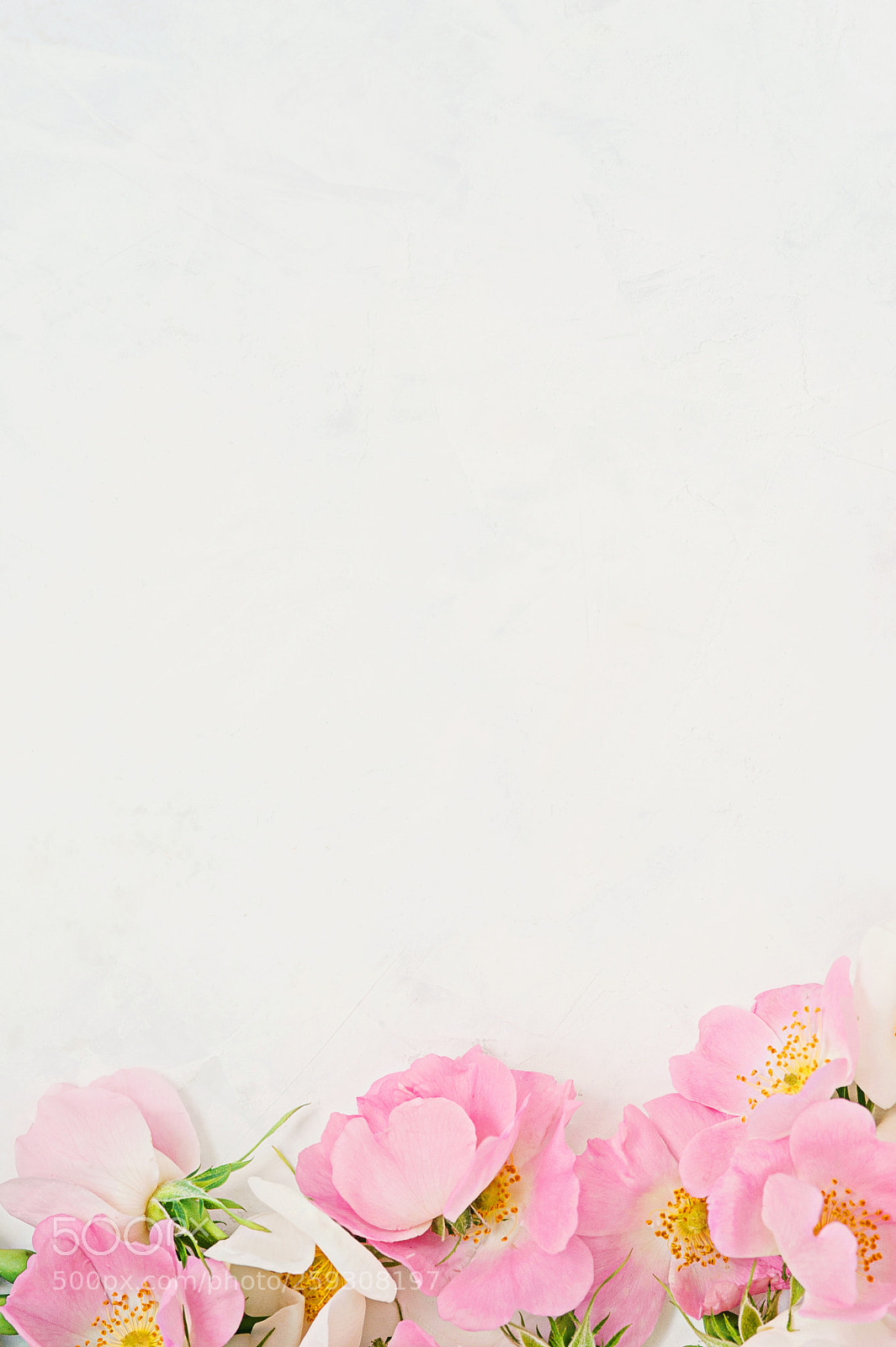 Nikon D700 sample photo. Roses flowers arrangement on photography