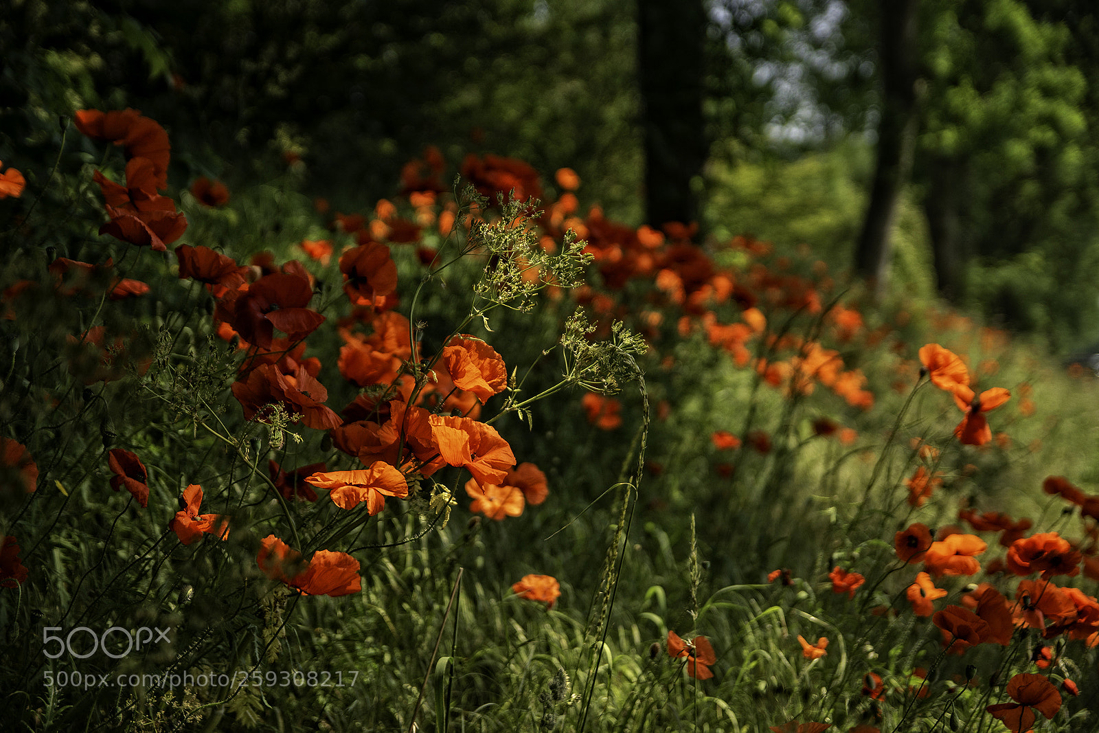 Sony ILCA-77M2 sample photo. Poppies photography