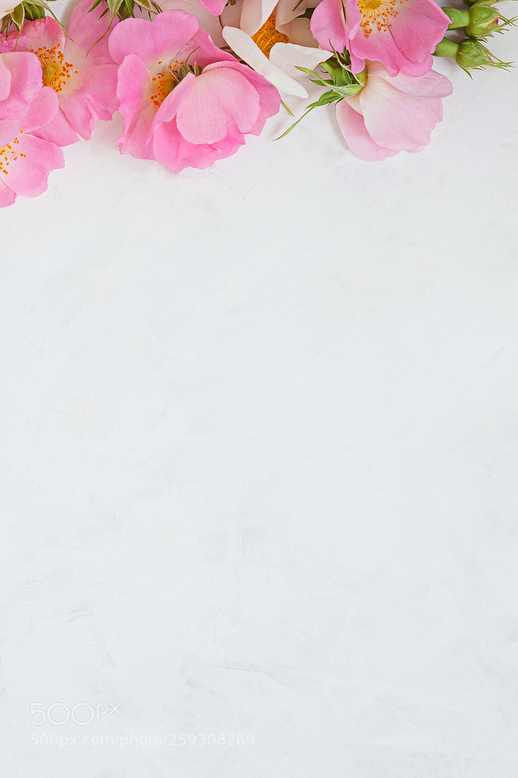 Nikon D700 sample photo. Flowers composition. frame made photography