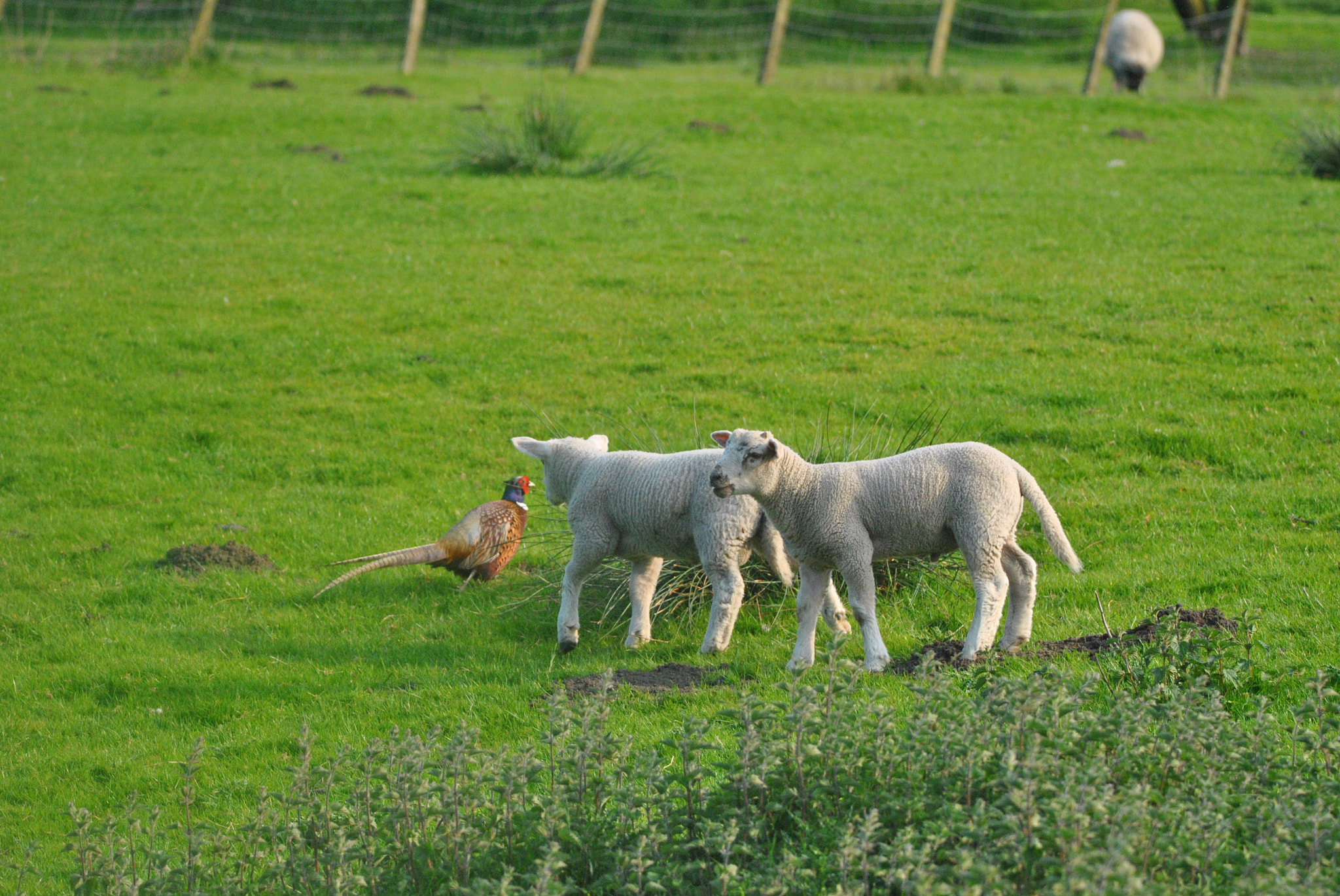 Nikon D3000 + Sigma 150-600mm F5-6.3 DG OS HSM | C sample photo. Its  so  pheasant  to  meet  ewe photography