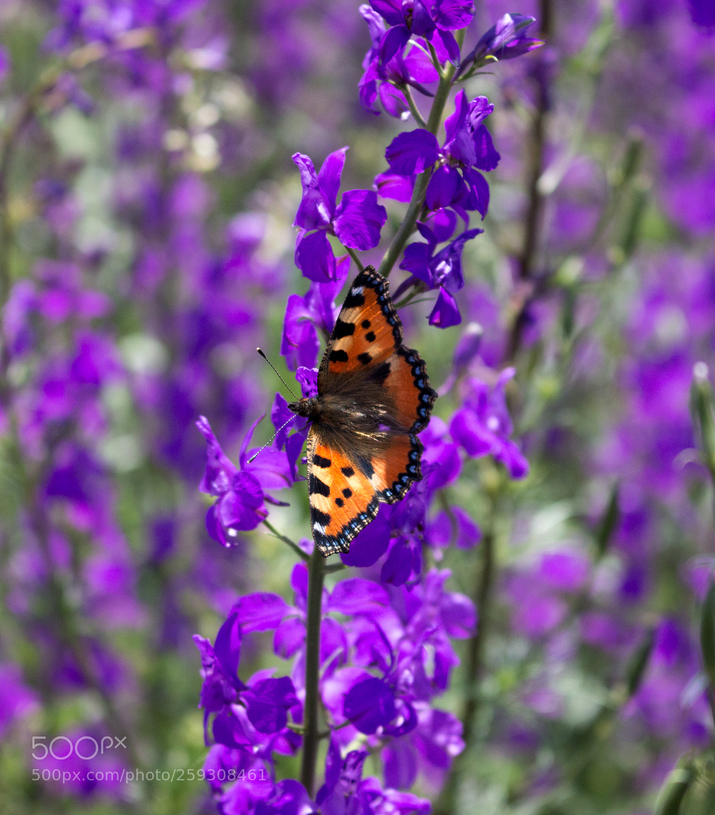 Canon EOS 70D sample photo. May_24 photography