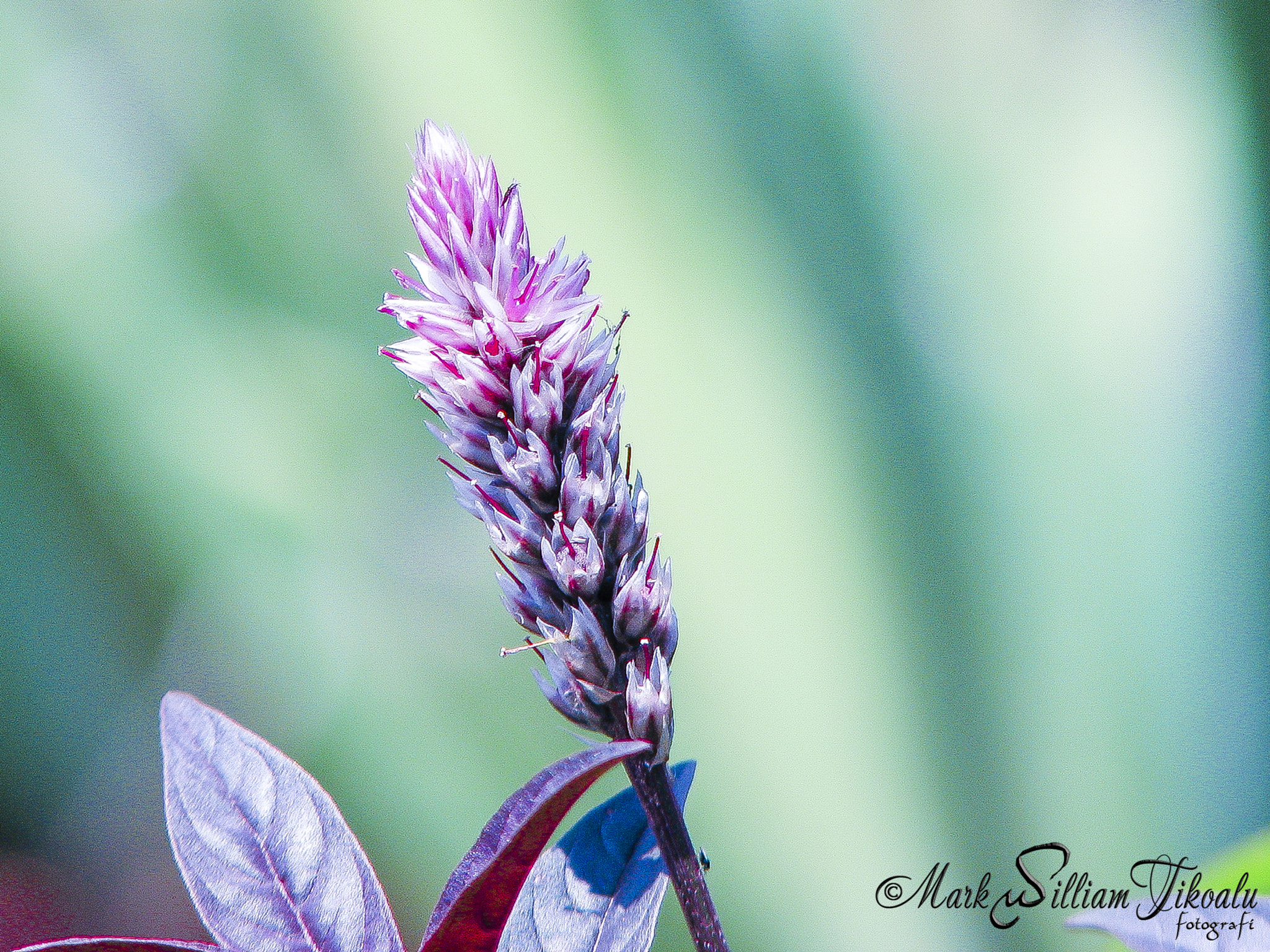 Canon POWERSHOT S3 IS sample photo. Just one photography
