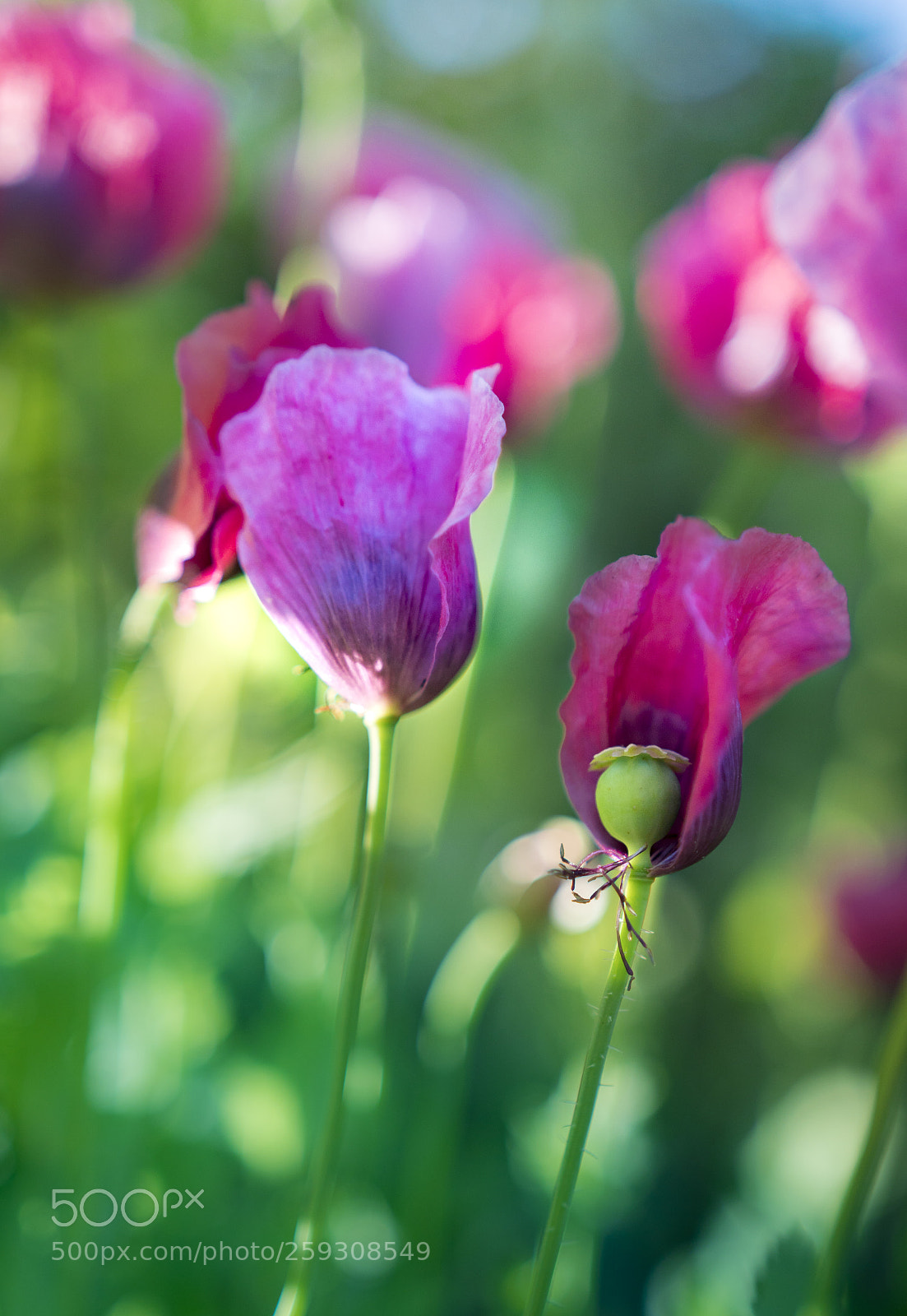 Sony a6300 sample photo. Poppies photography