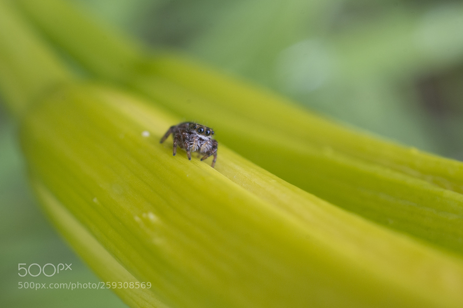 Nikon D7100 sample photo. Jumper photography