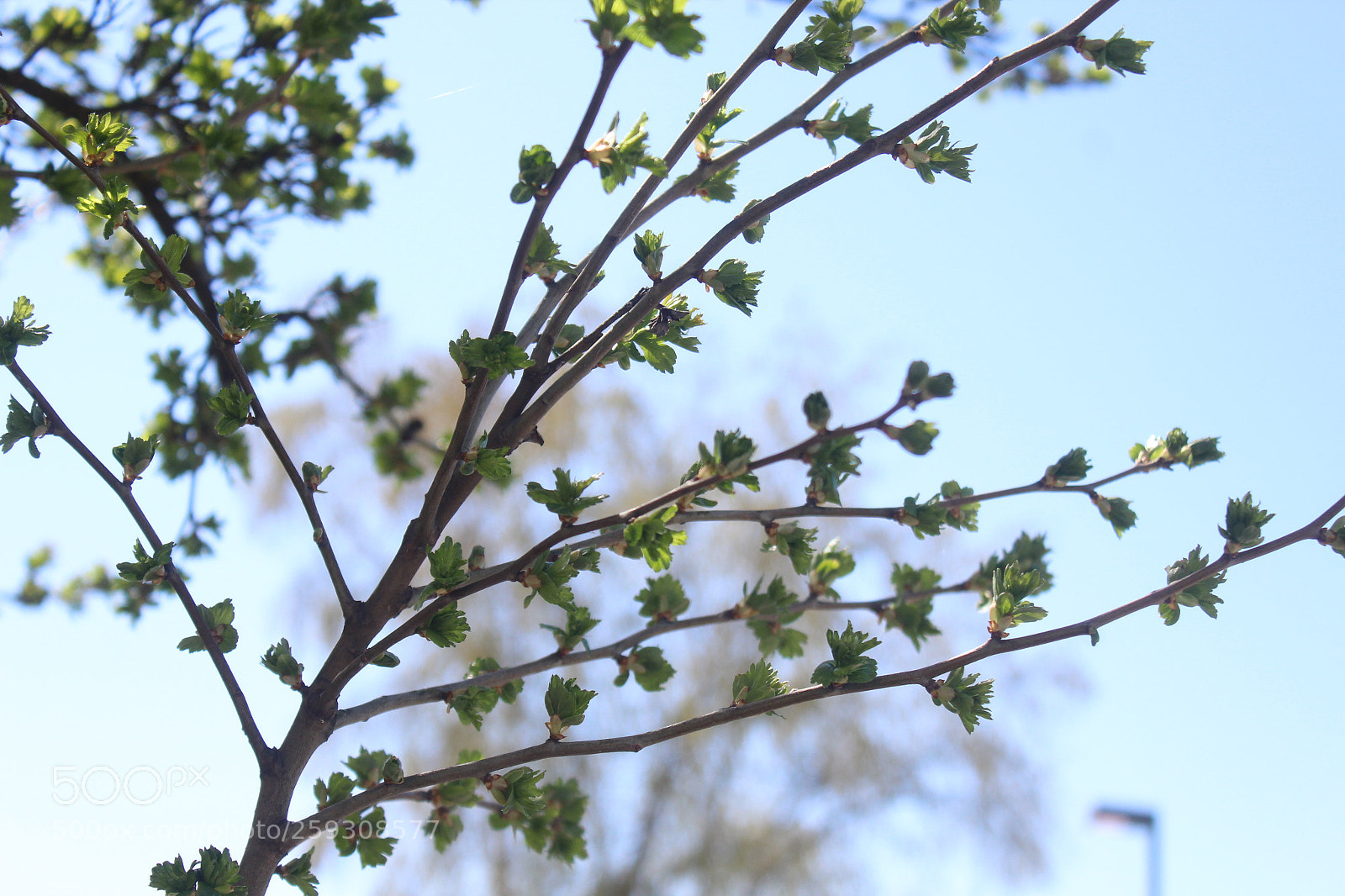 Canon EOS 1200D (EOS Rebel T5 / EOS Kiss X70 / EOS Hi) sample photo. Focus photography