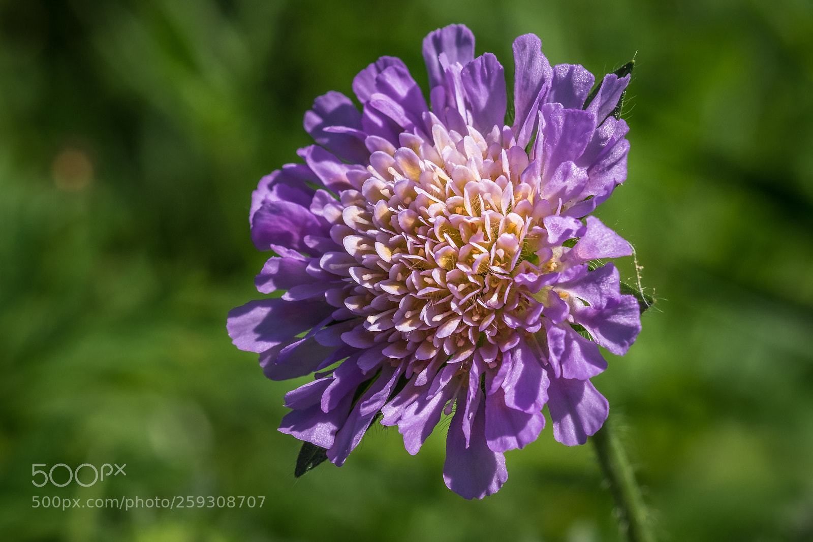 Fujifilm X-T1 sample photo. Acker witwenblume (knautia arvensis) photography