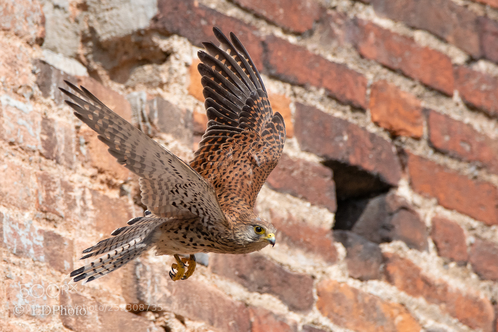 Nikon D500 sample photo. Kestrel photography
