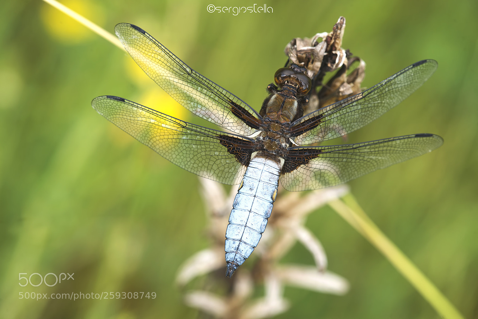 Nikon D610 sample photo. Libellula depressa maschio___ photography