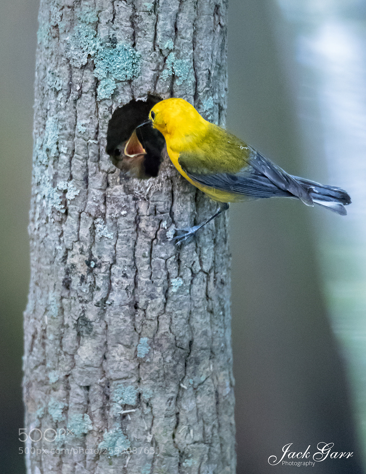 Canon EOS-1D X Mark II sample photo. Prothonotary warbler male feeding photography
