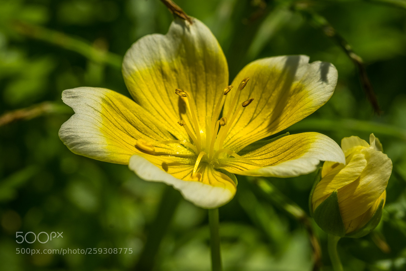 Fujifilm X-T1 sample photo. Sumpfblume (limnanthes douglasii) photography