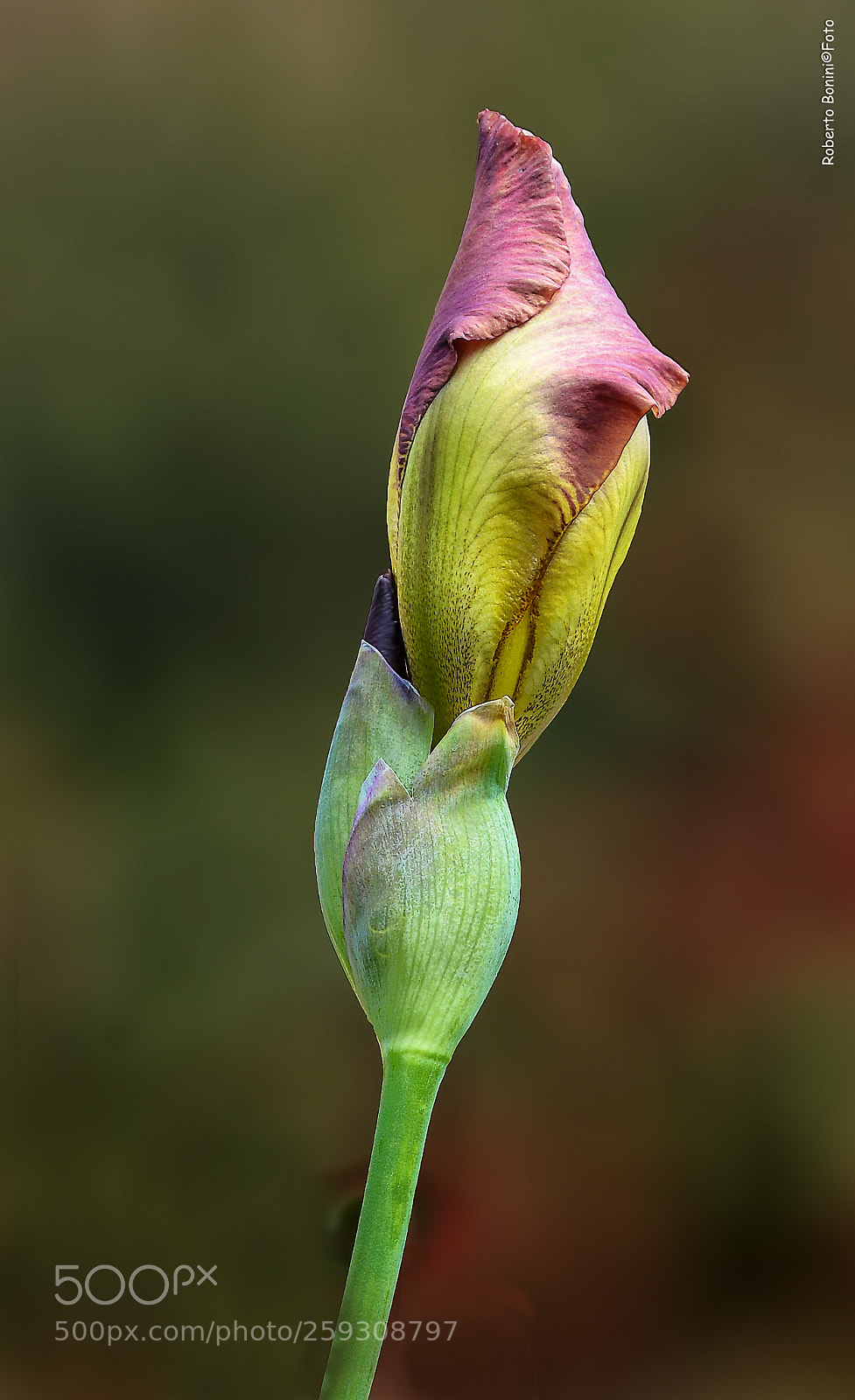 Nikon D7100 sample photo. Untitled photography