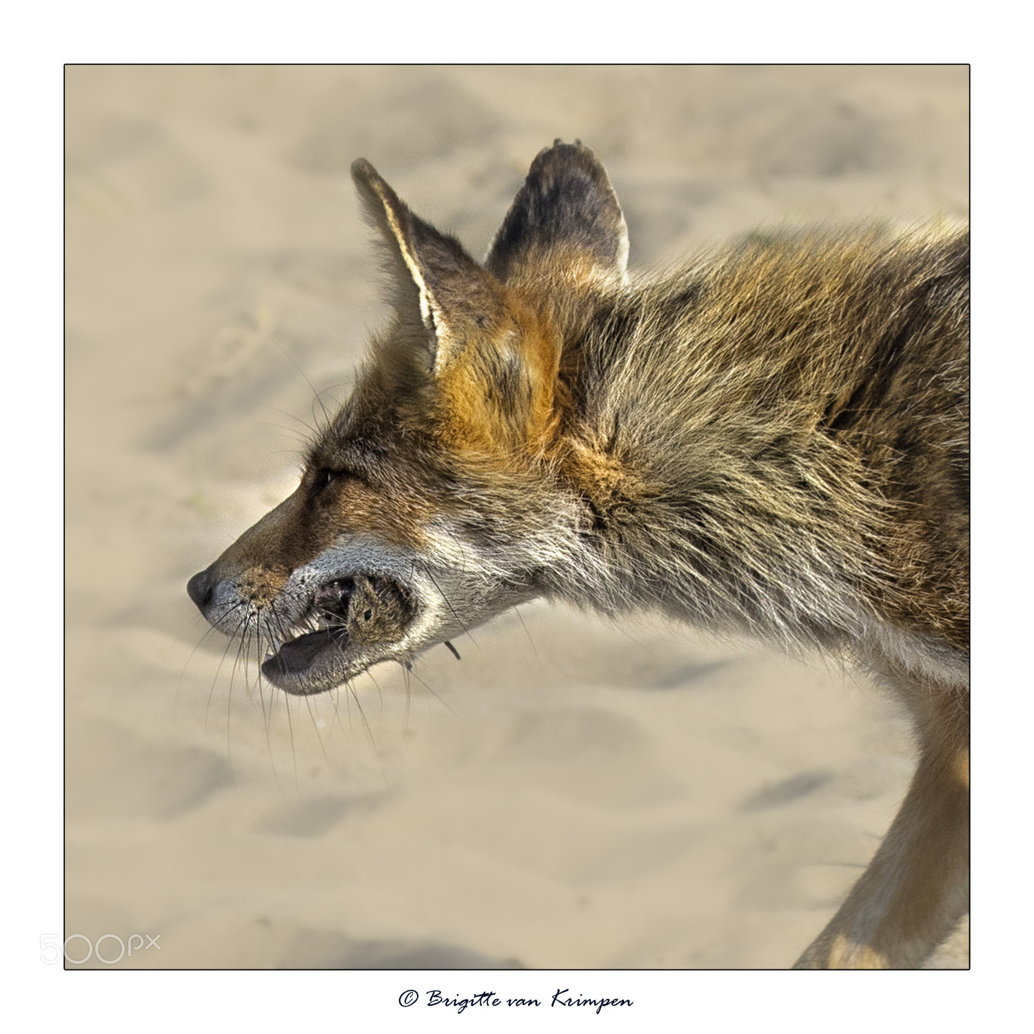 Canon EOS 60D sample photo. Fox on the hunt photography