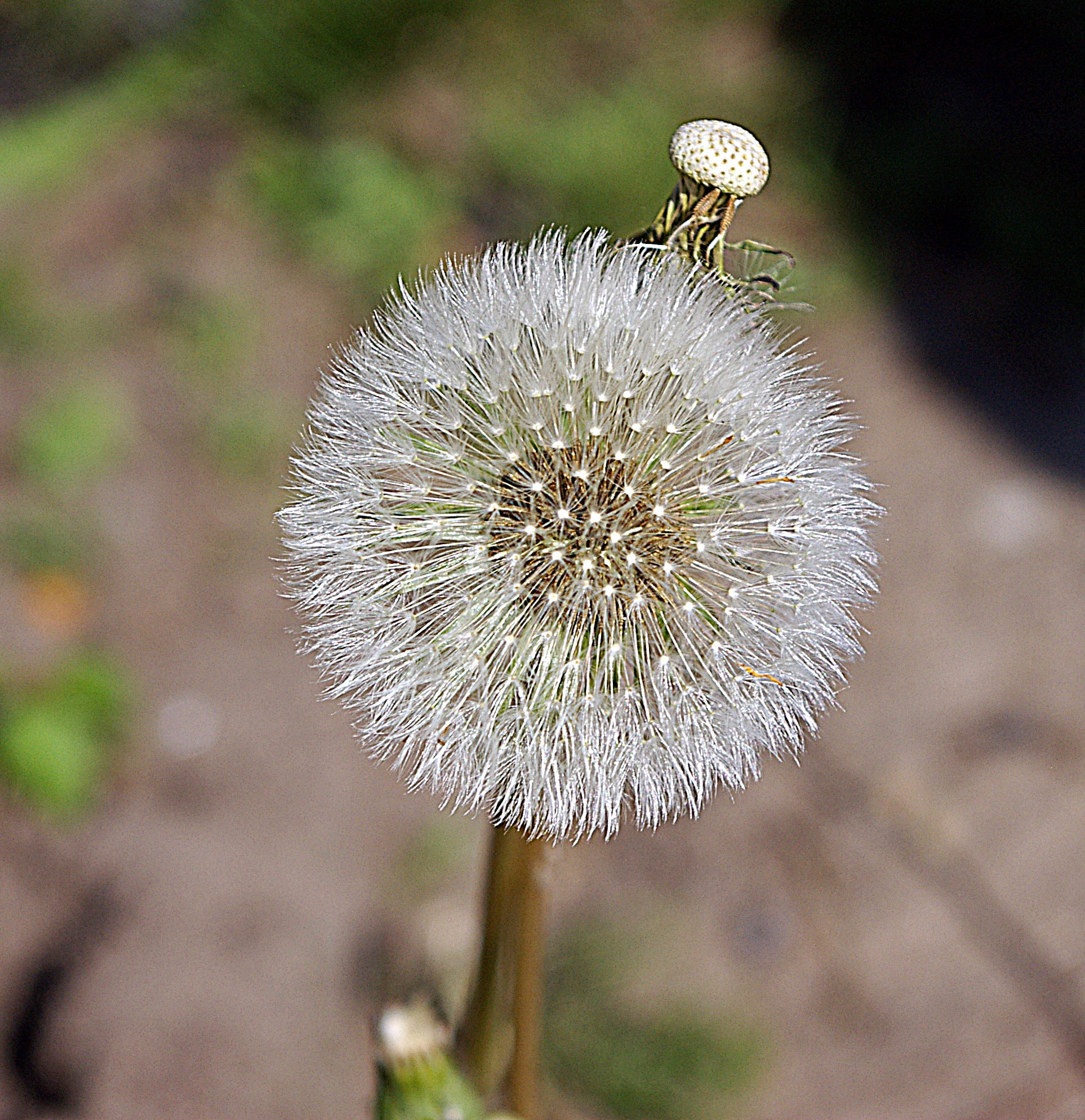 Pentax *ist DS sample photo