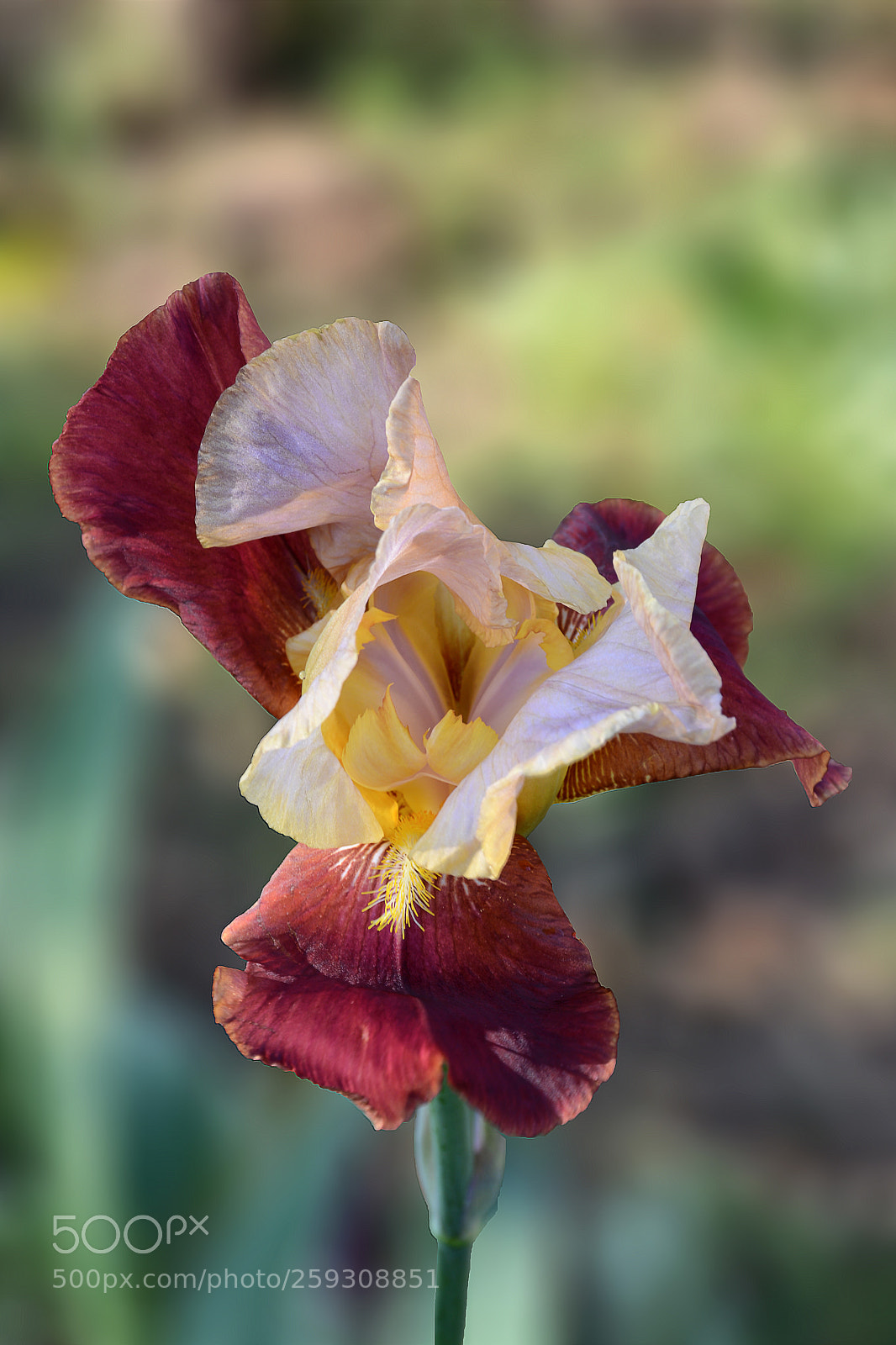 Nikon D7100 sample photo. Untitled photography
