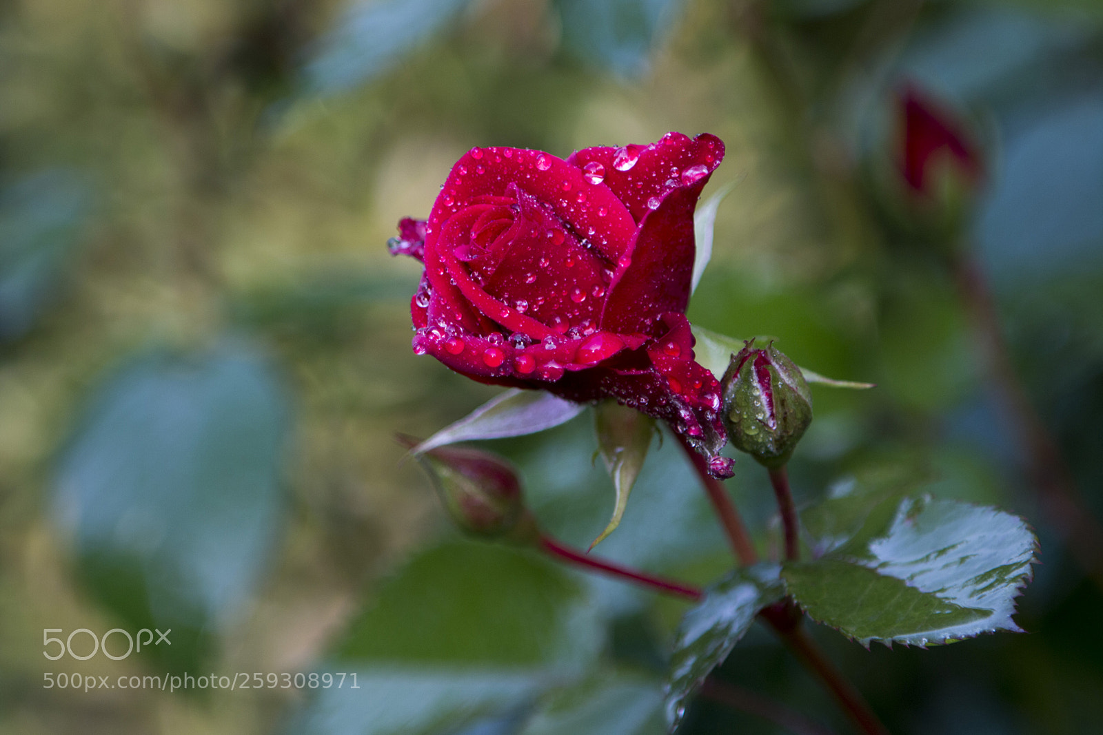 Canon EOS 70D sample photo. Rózsa photography
