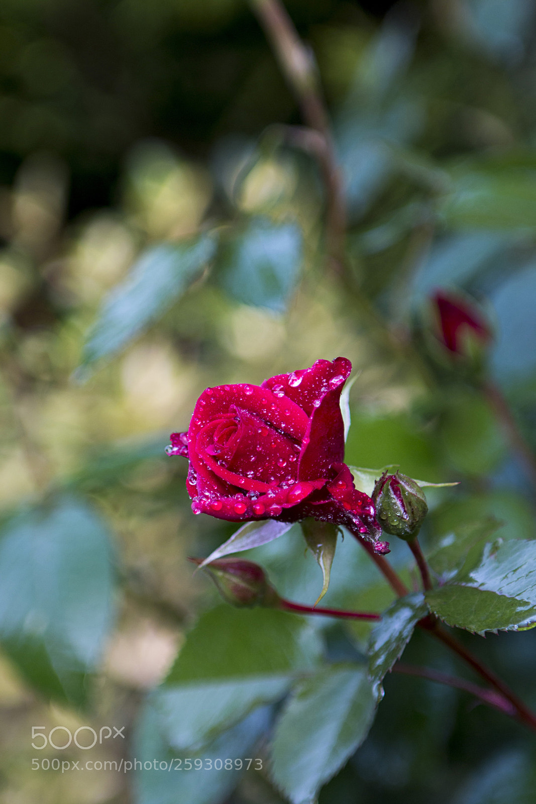 Canon EOS 70D sample photo. Rózsa photography