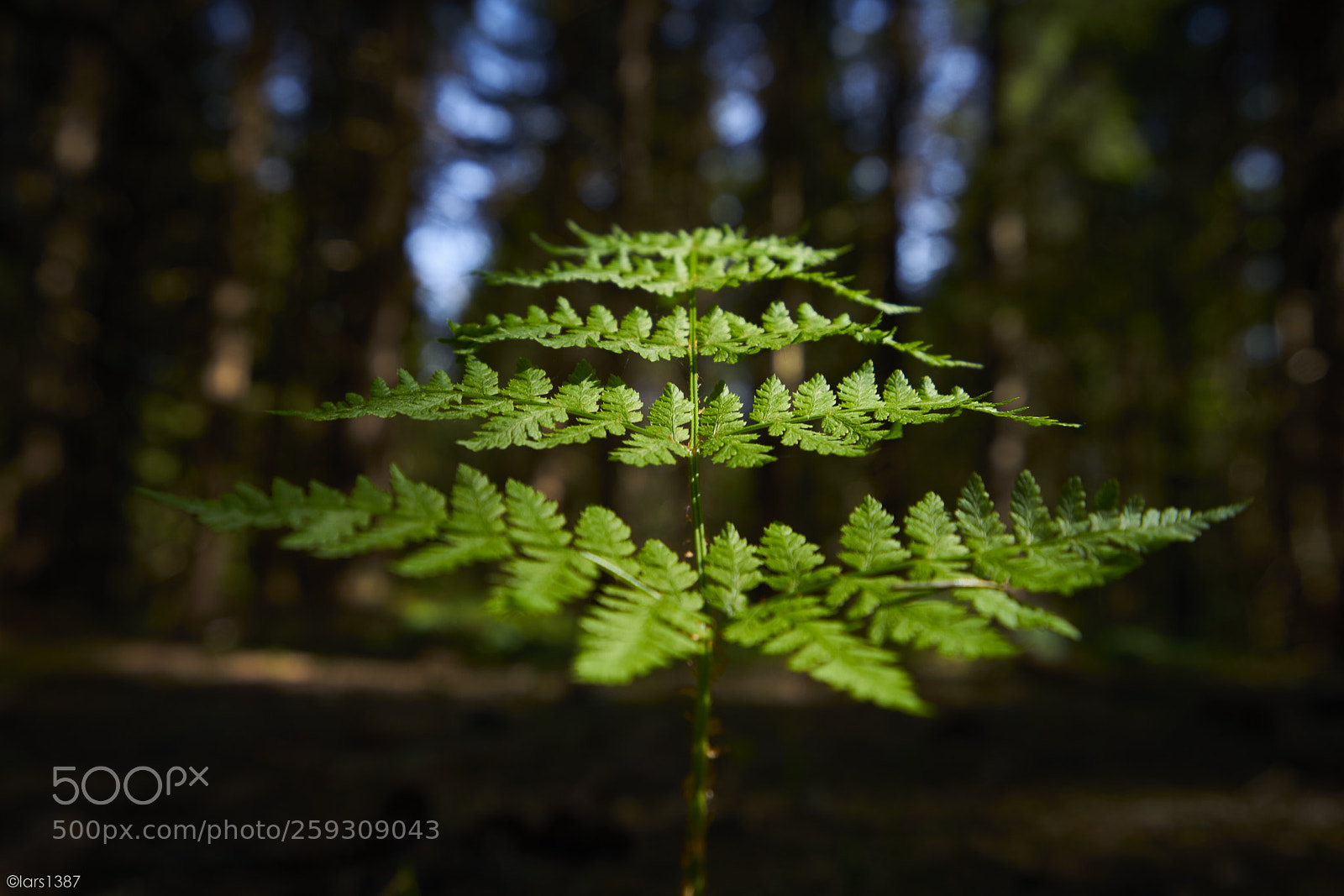 Sony a7R II sample photo. Fern photography