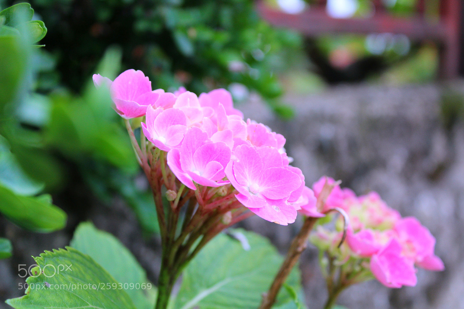 Canon EOS 1200D (EOS Rebel T5 / EOS Kiss X70 / EOS Hi) sample photo. Hortensia photography
