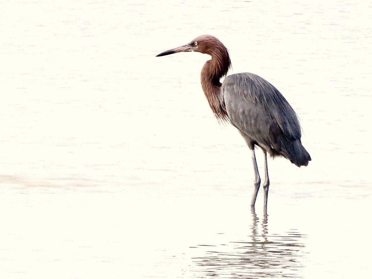 Canon PowerShot SX280 HS sample photo. Reddish egret photography