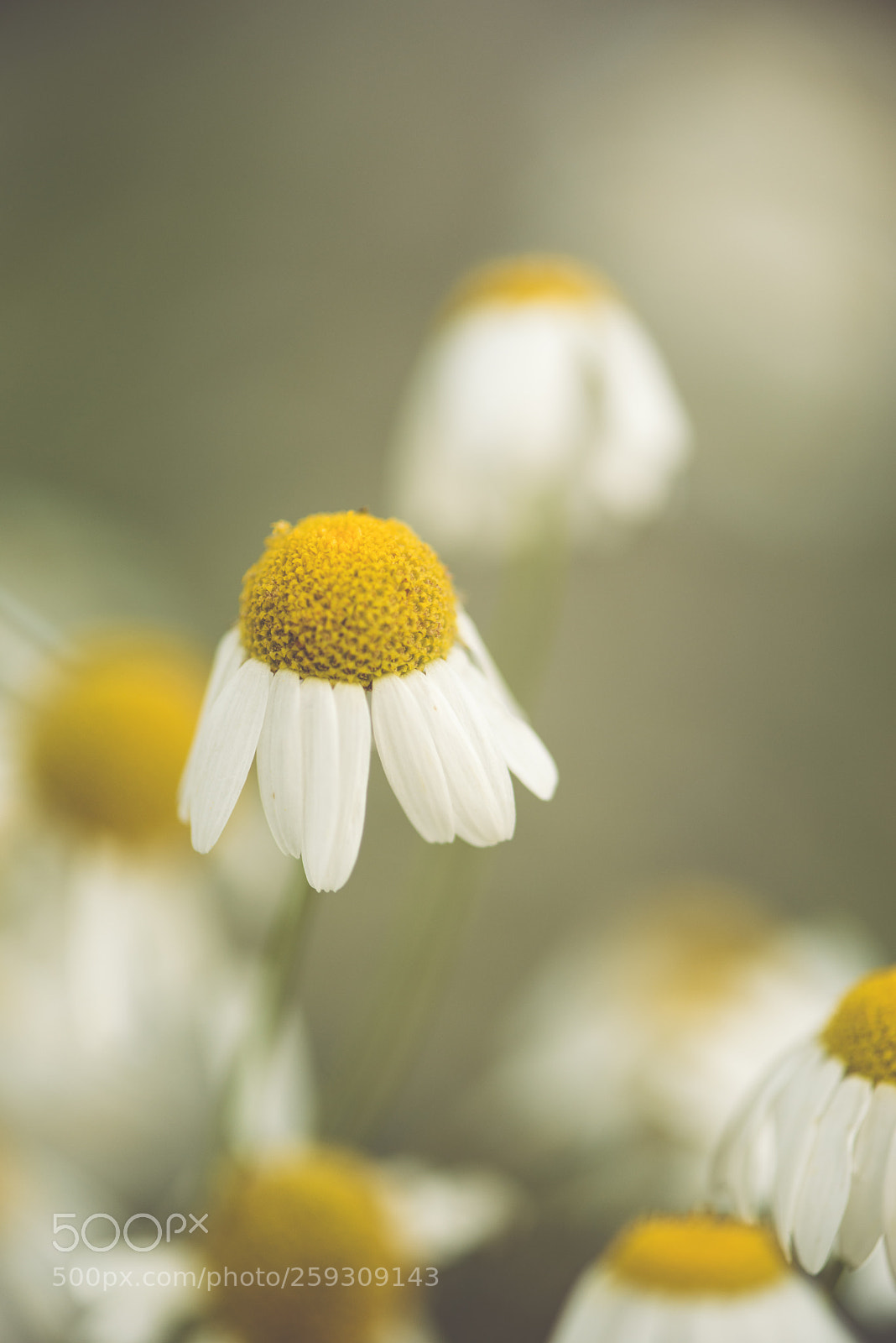 Nikon D800E sample photo. Chamomile flowers photography