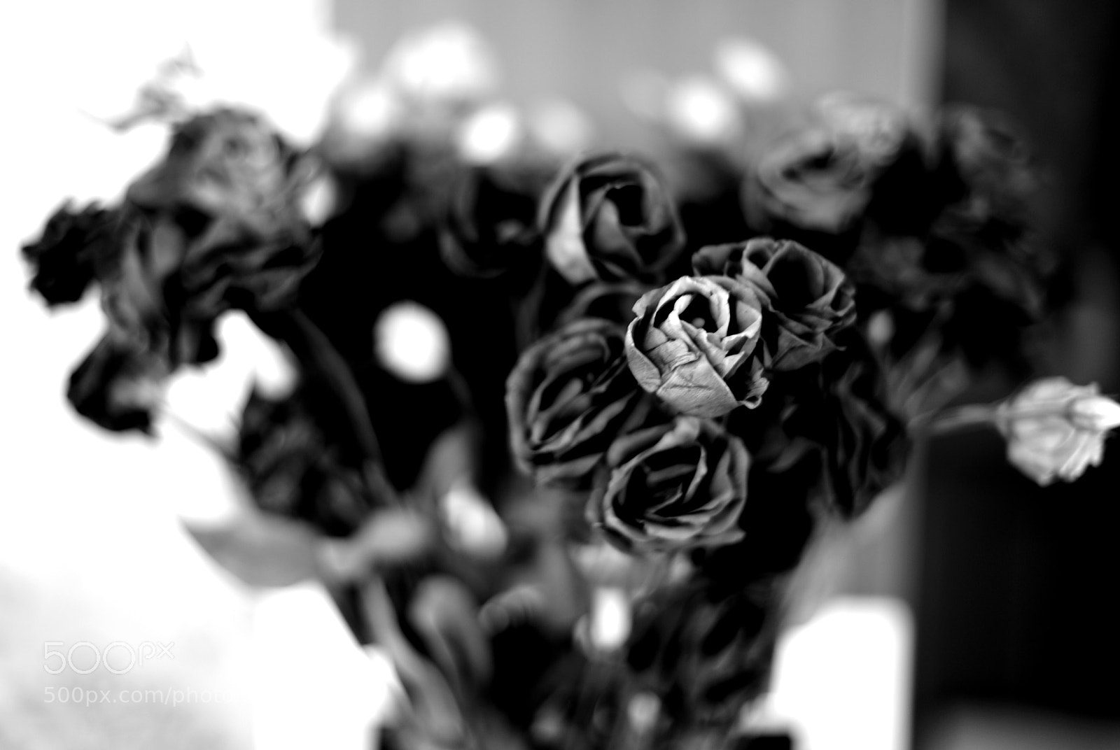 Nikon D750 sample photo. * one of them photography