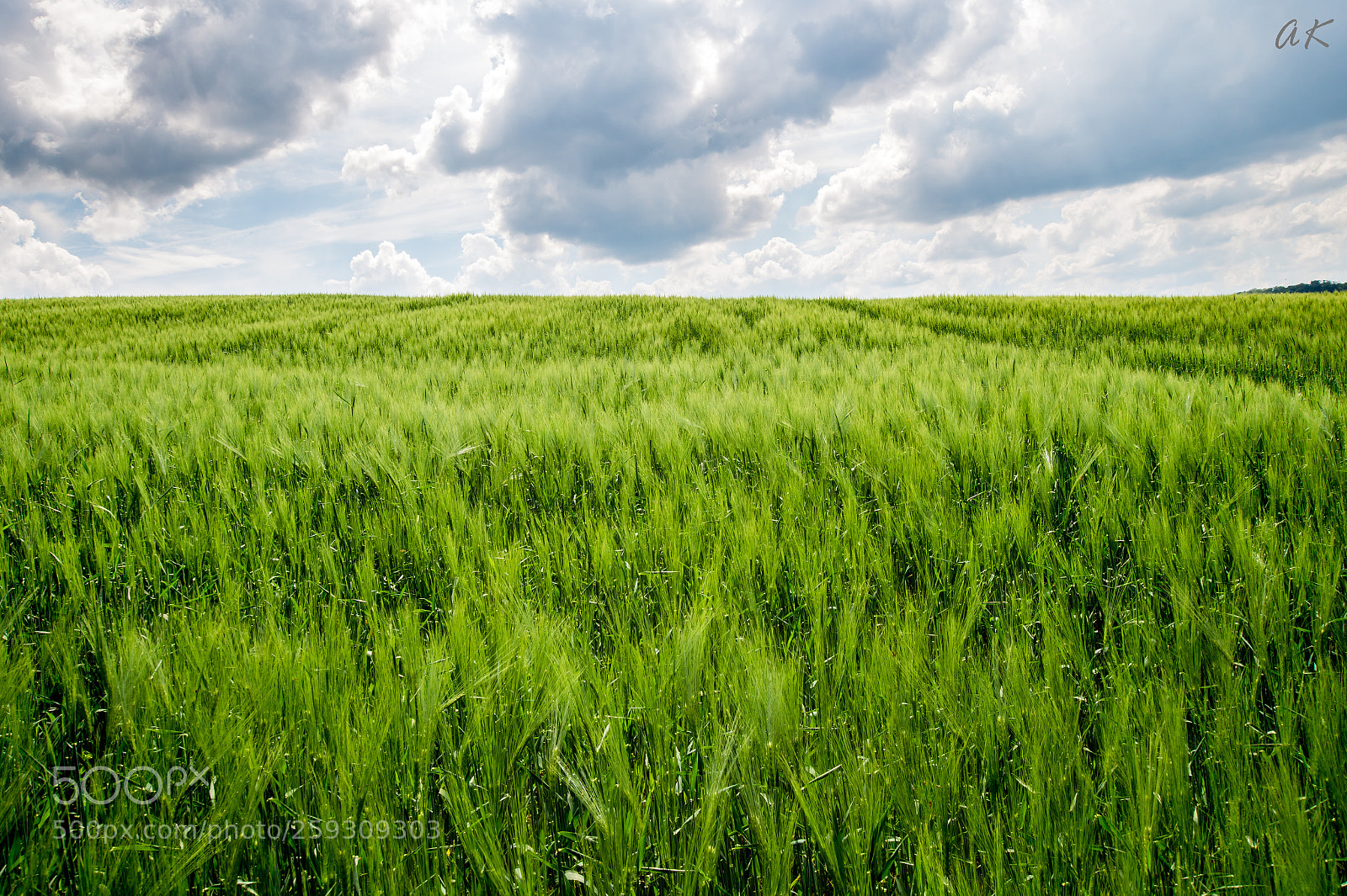 Sony SLT-A58 sample photo. 1 hectare photography