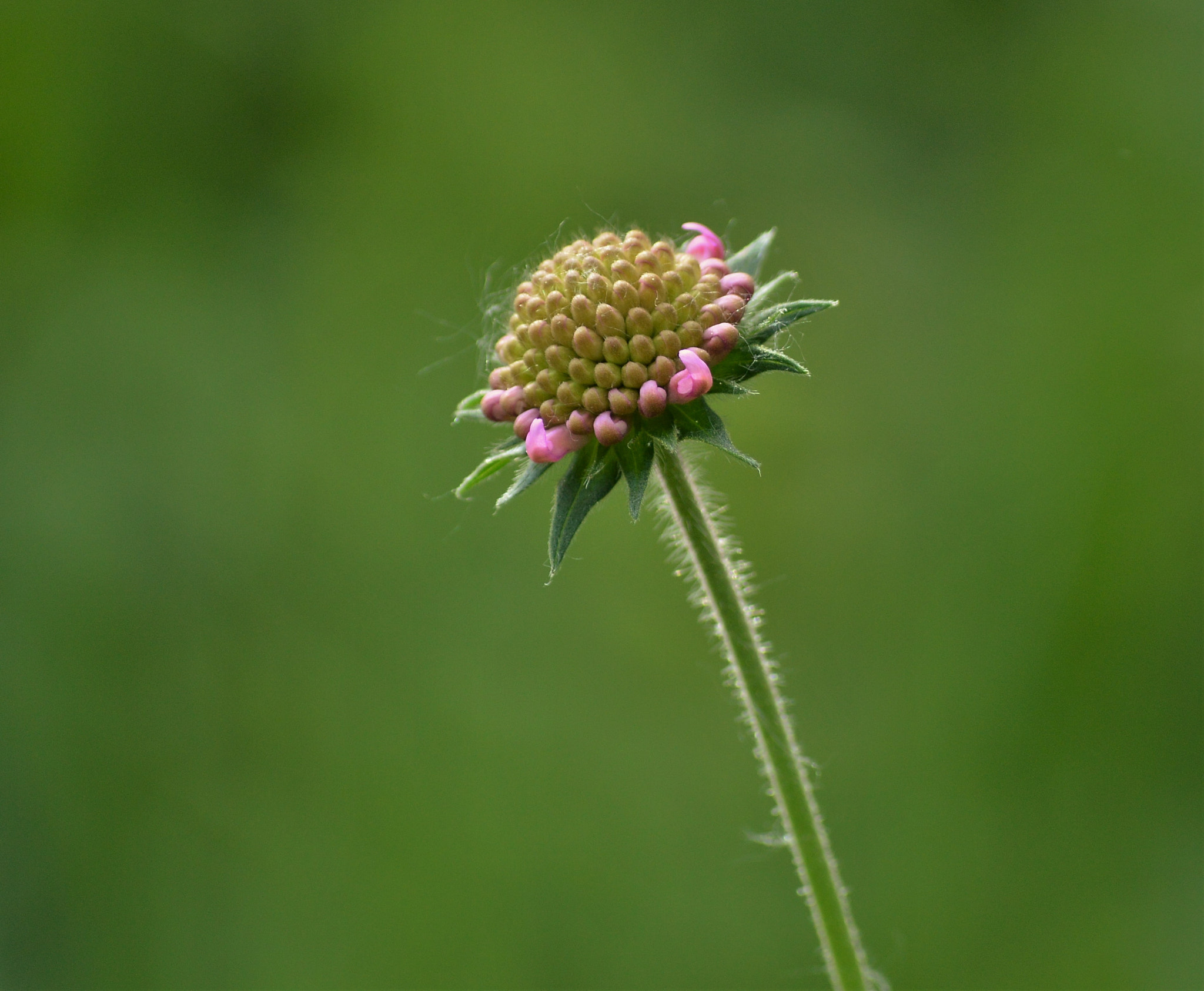 Nikon D3200 sample photo
