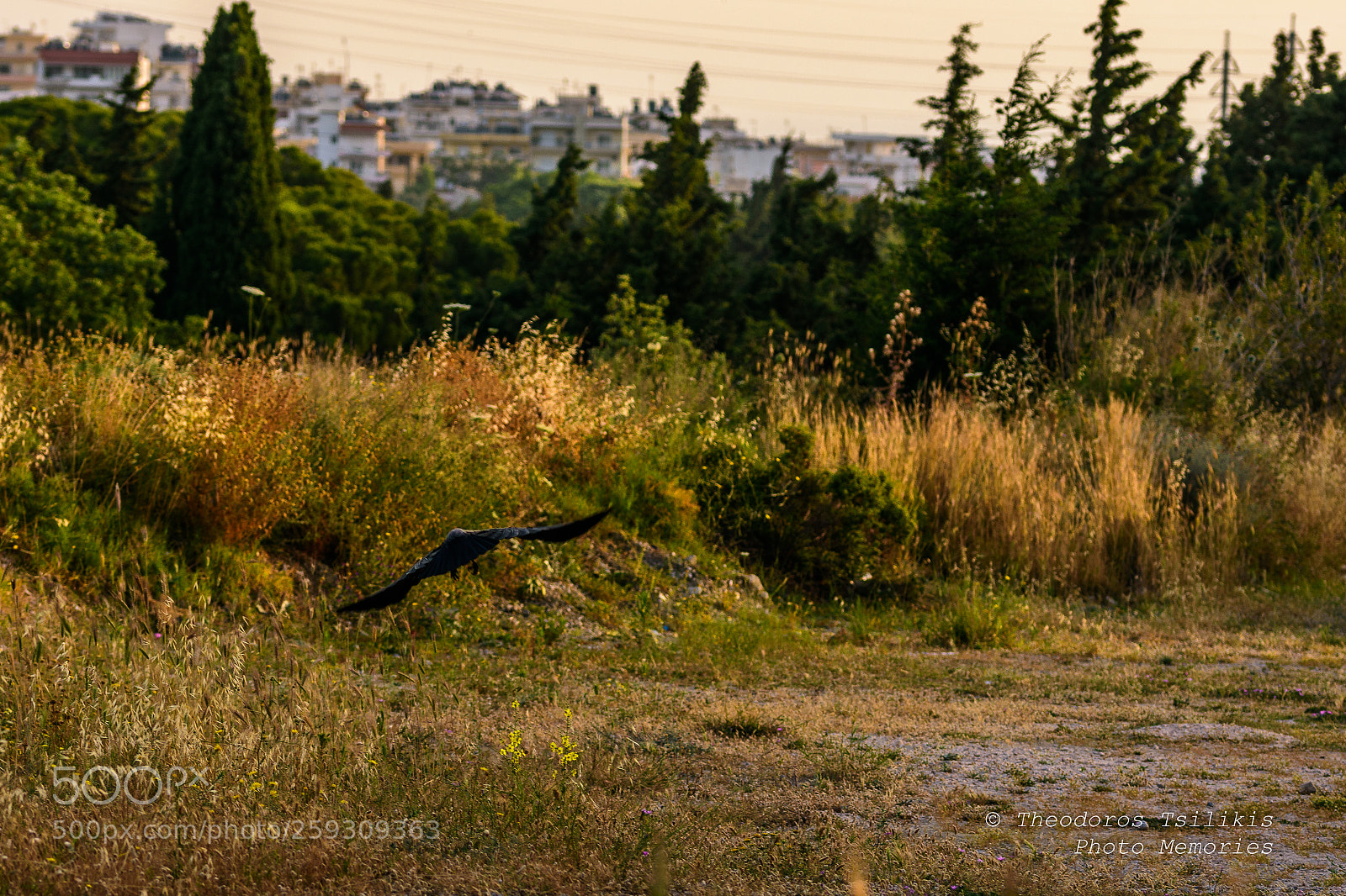Nikon D7200 sample photo. Low flight photography