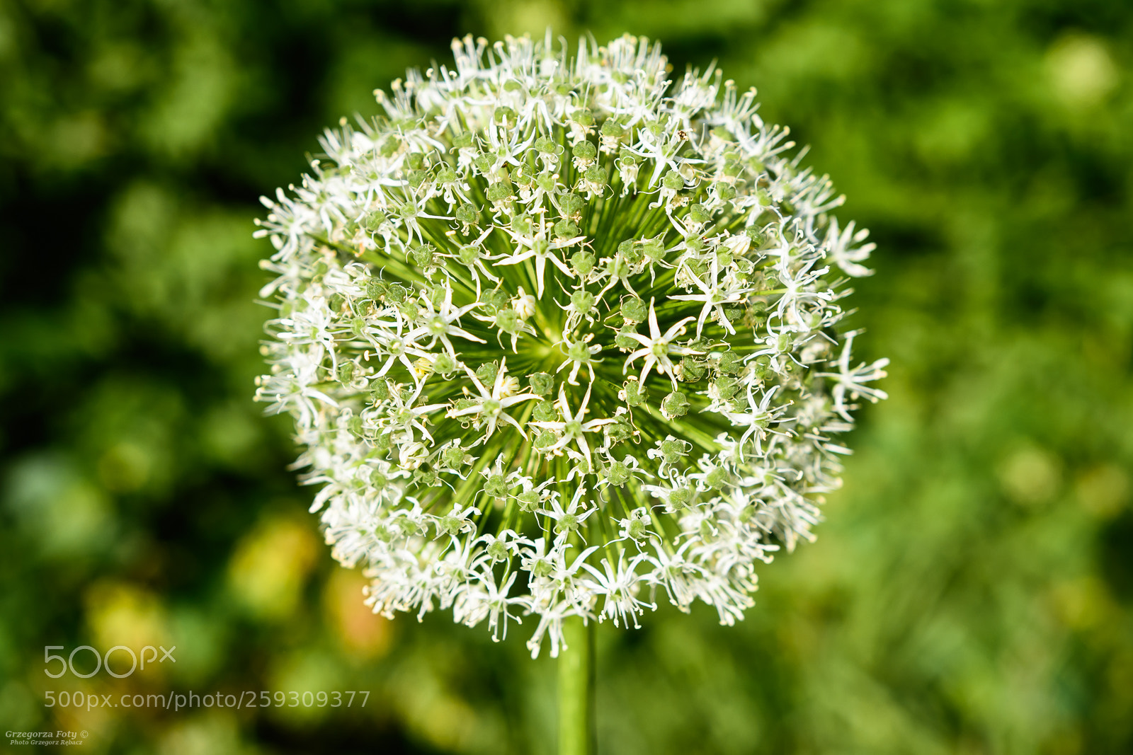 Nikon D7100 sample photo. Decorative garlic photography