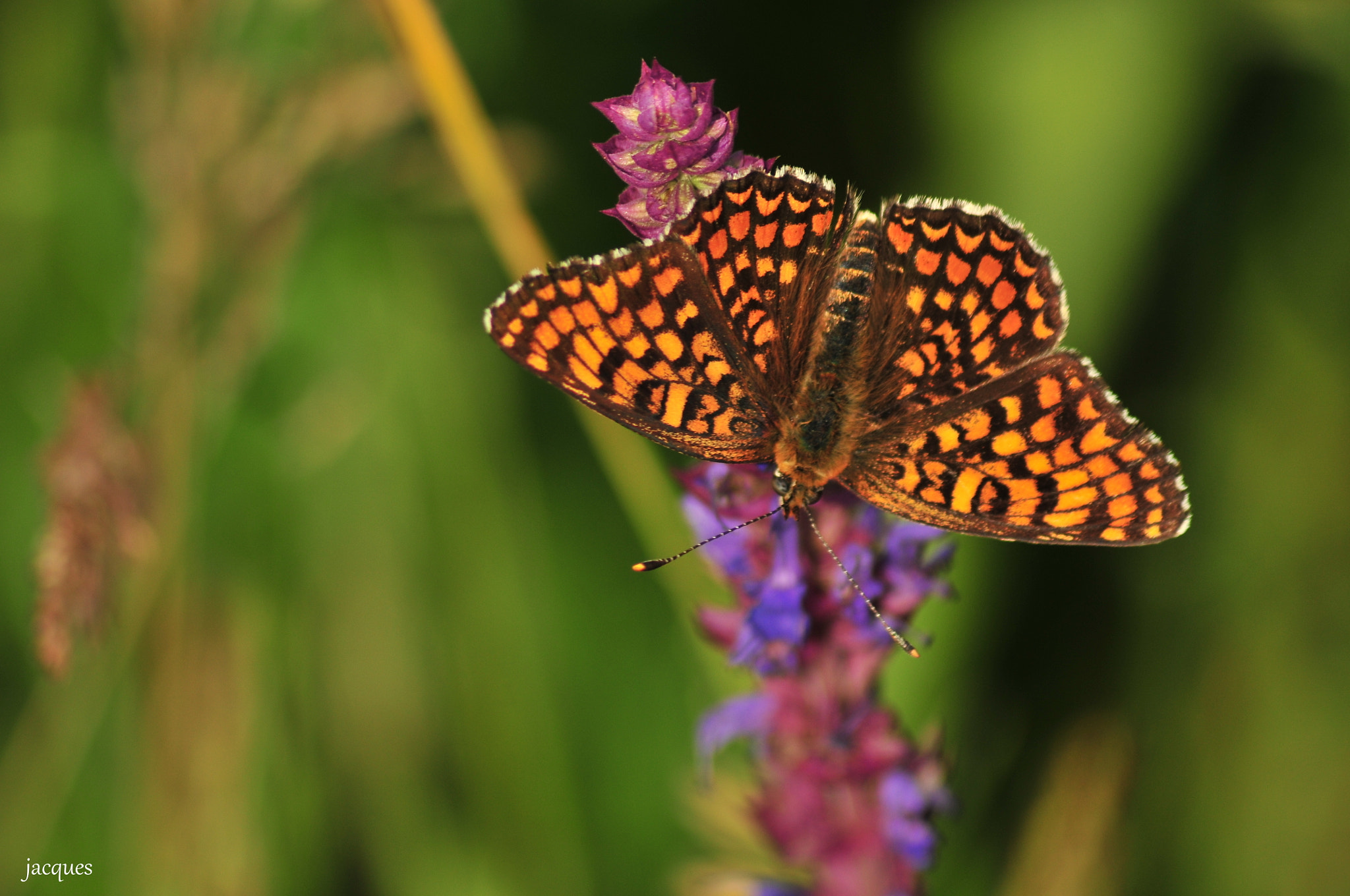 Nikon D300 sample photo. Butterfly photography