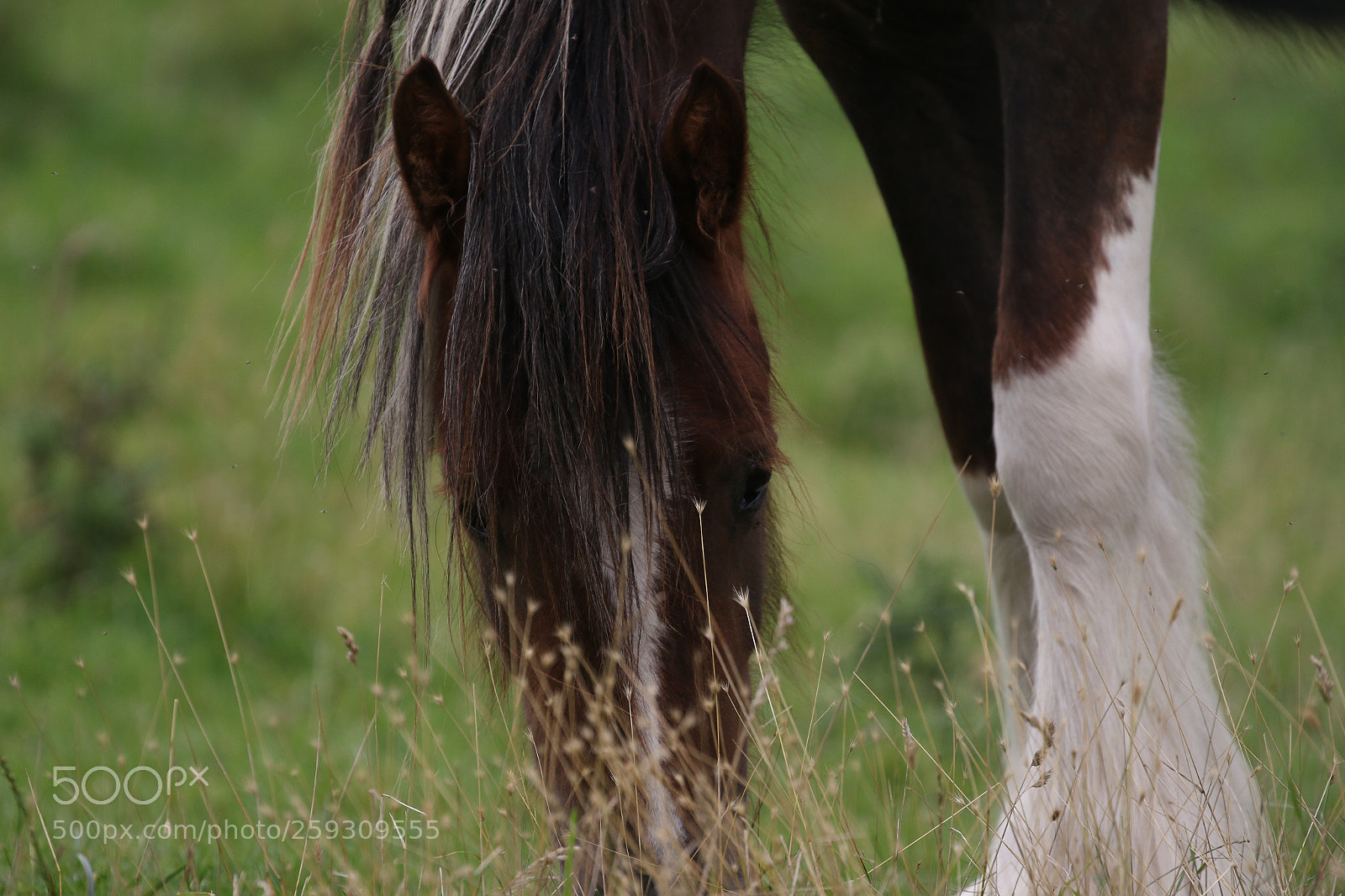 Canon EOS 70D sample photo. Untitled photography