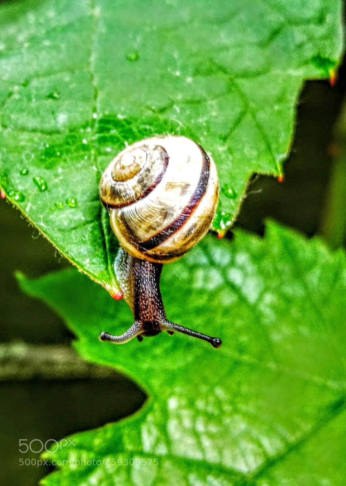 HUAWEI P9 sample photo. Untitled photography