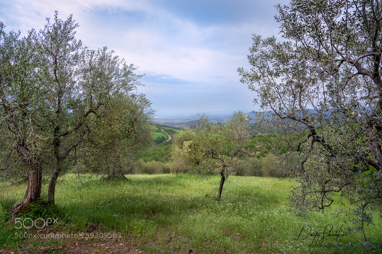 Pentax K-3 II sample photo. Olive trees. tuscany, italy photography