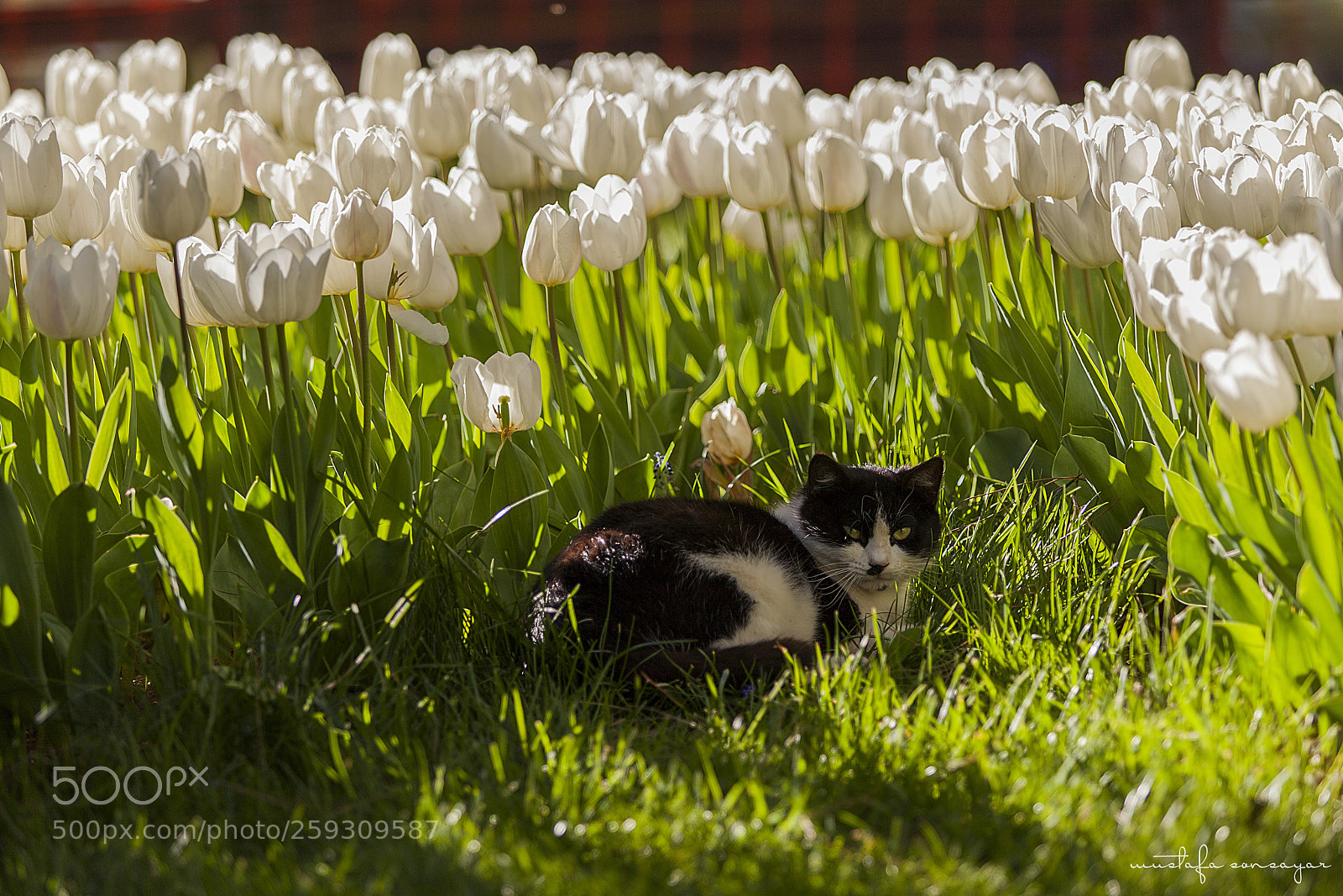 Canon EOS 5D Mark II sample photo. Kedi gaziantep t rk photography