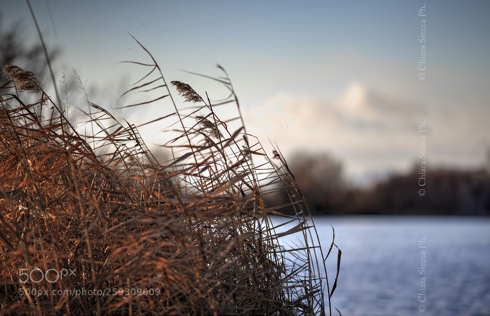 Canon EOS 5D Mark II sample photo. Siamo come canne al photography