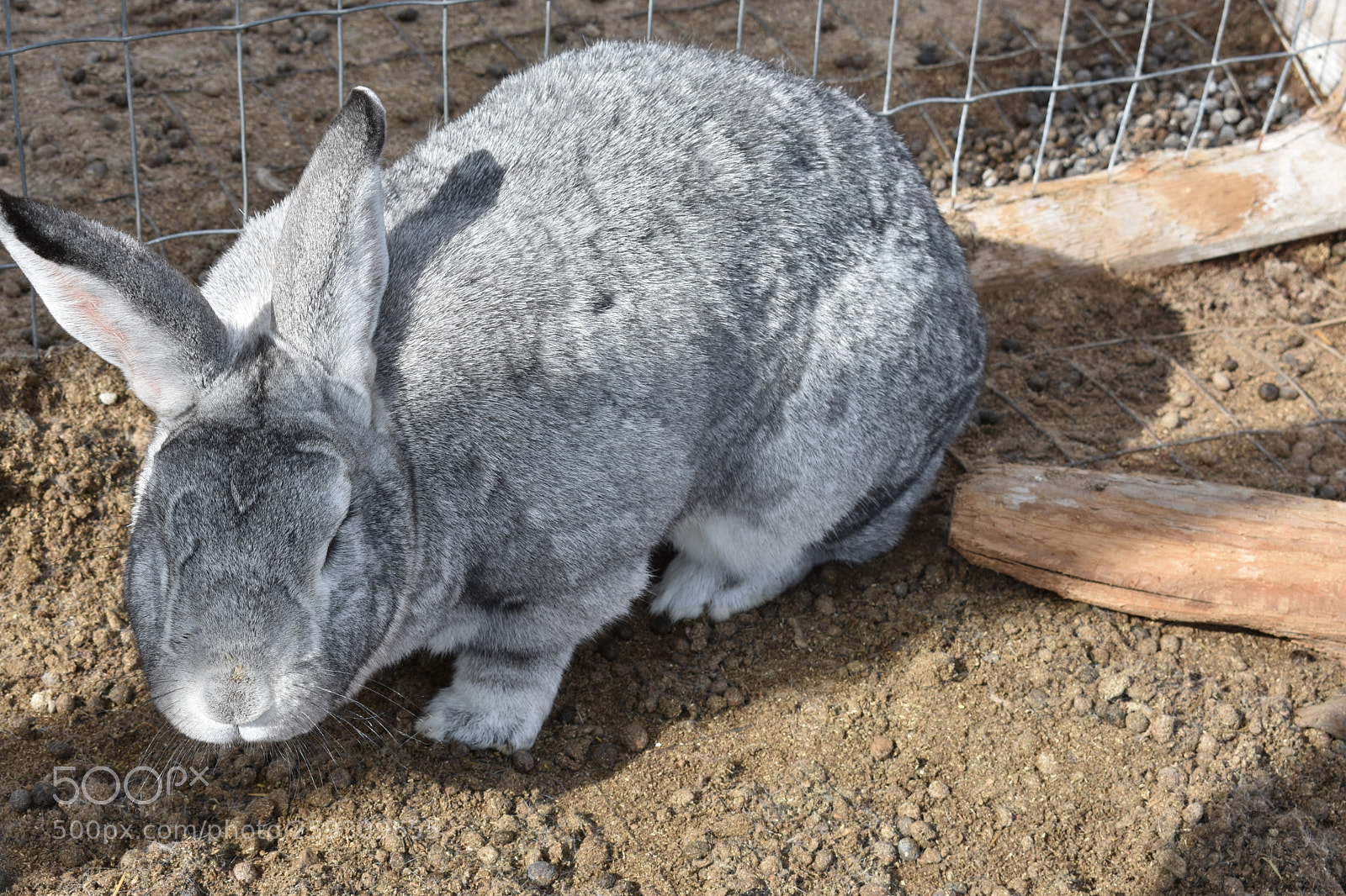 Nikon D3400 sample photo. Rabbit photography