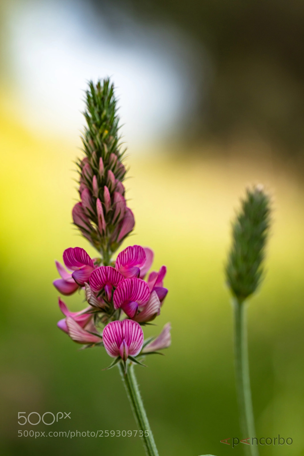 Canon EOS 5D Mark IV sample photo. Flor silvestre photography