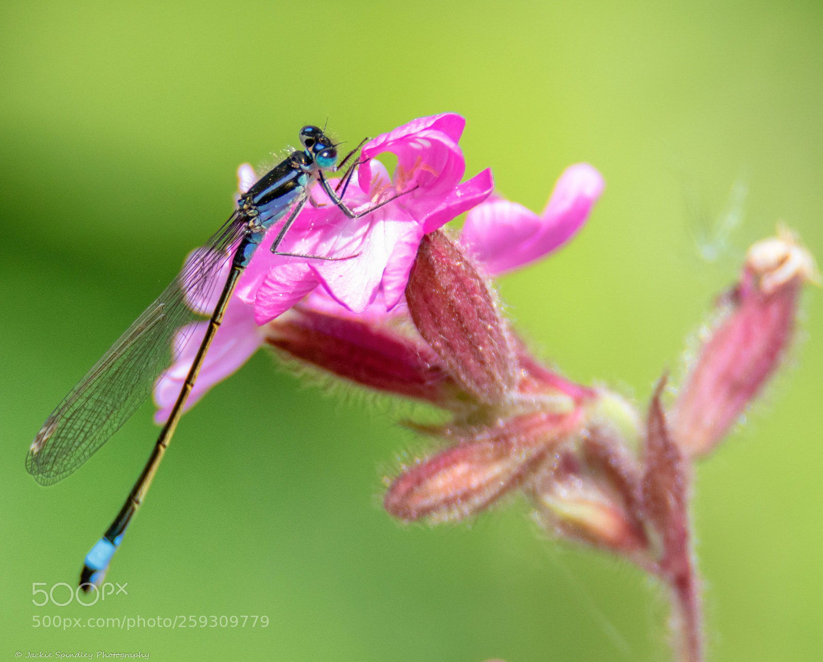 Canon EOS 7D Mark II sample photo. Dragonfly photography