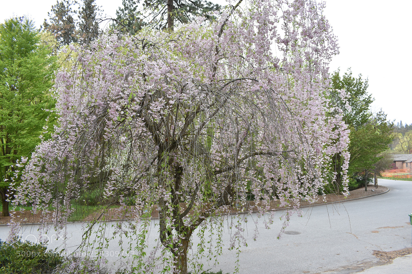 Nikon D3400 sample photo. Blossoms photography