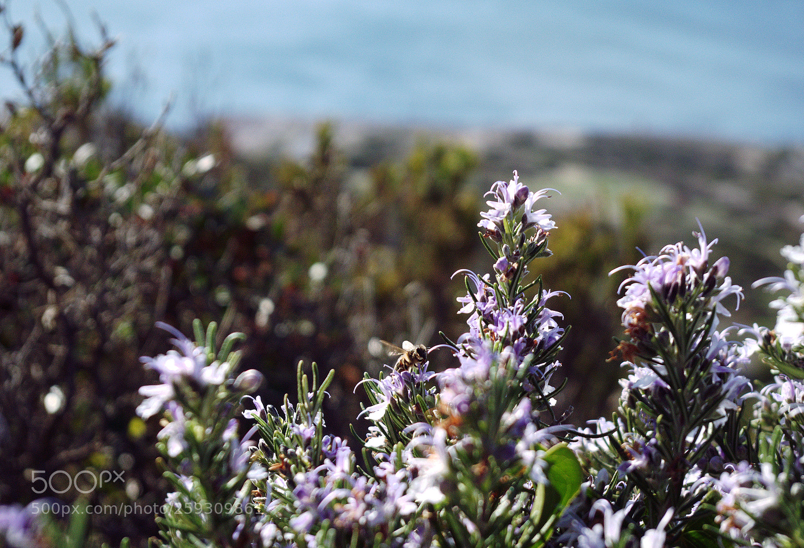 Pentax K-S2 sample photo. Butine photography